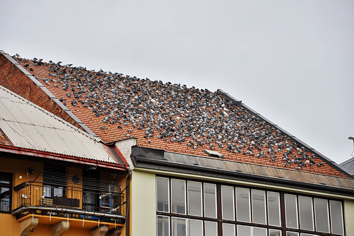 A2B Pest Control are able to install spikes to deter birds from roofs in Newark.