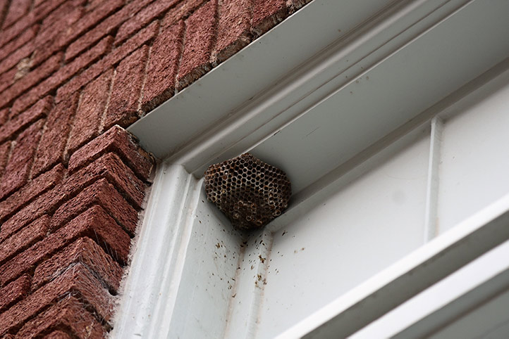 We provide a wasp nest removal service for domestic and commercial properties in Newark.